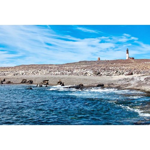 Argentina-Santa Cruz Puerto Deseado-Isla Pinguino (Penguin Island)-sea lions